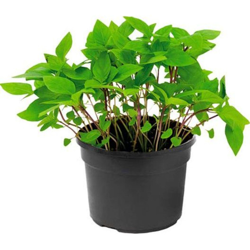 BASILIC THAI GRAND POT X6